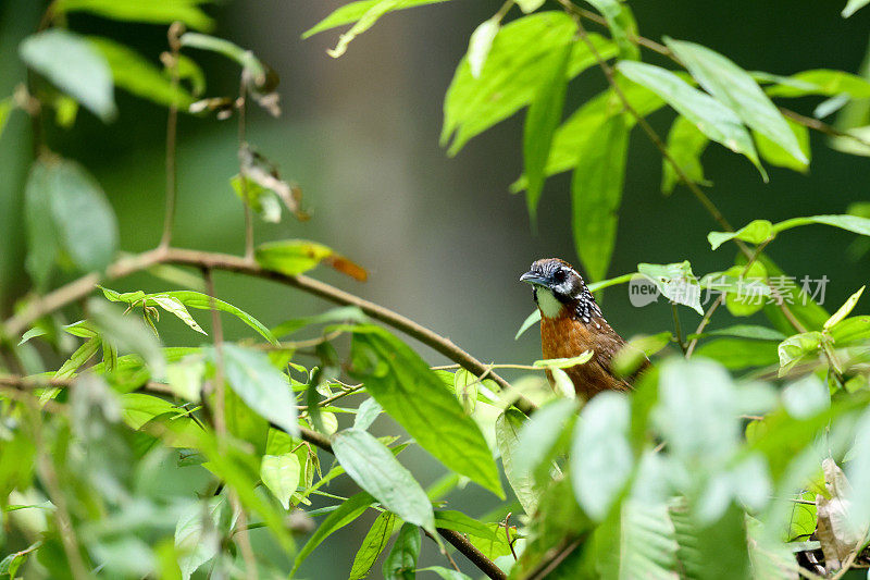 叽叽喳喳鸟:成年斑点颈叽叽喳喳鸟(Stachyris strialata)。